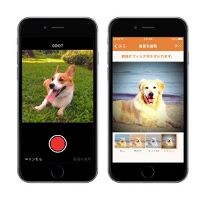 犬 猫専門のもふもふ10秒動画共有アプリ Mofur フェンリルがiphone向けにリリース Internet Watch Watch