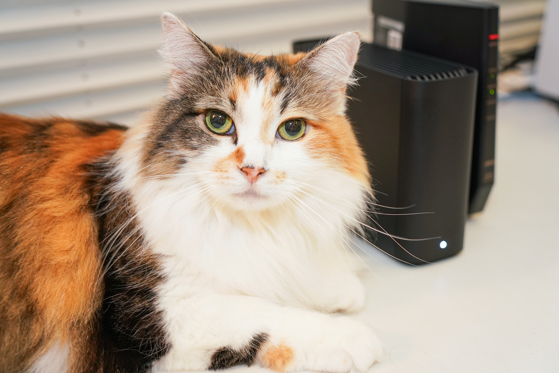 Synology「BeeStation」のUSBポートを使ってカメラから写真を直接