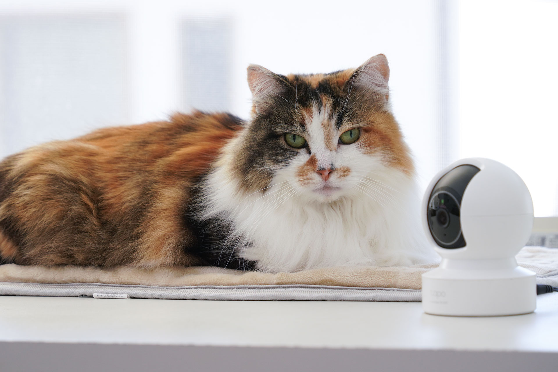 自宅の見守りにTP-Linkのネットワークカメラ「Tapo C222」を使ってみる