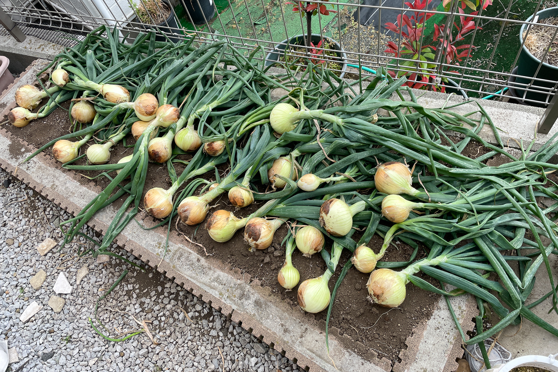 夏野菜を植える時期が来た!! たった半畳分の家庭菜園でスペース効率