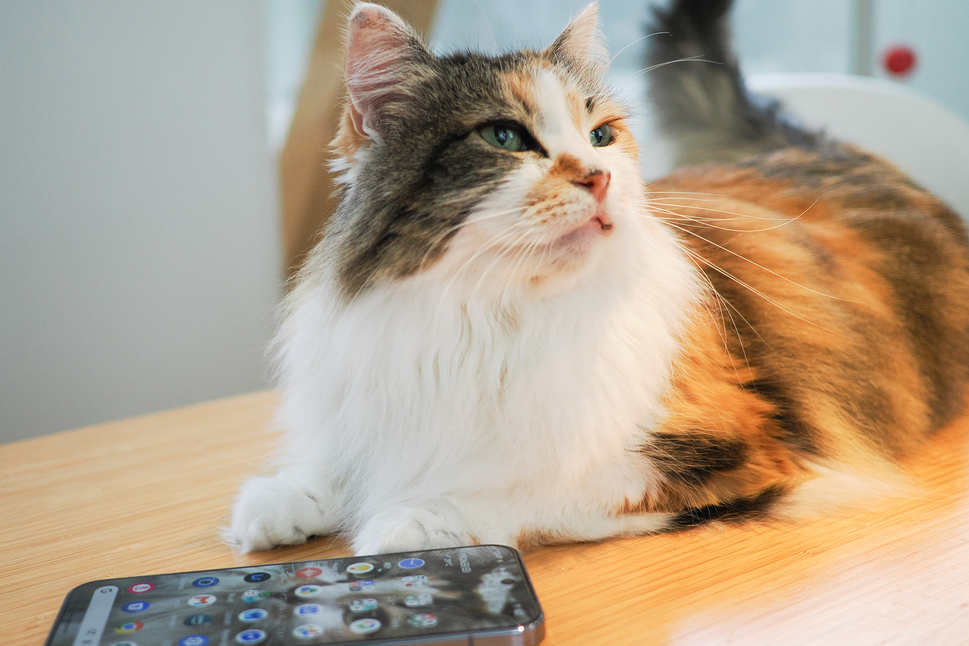 Androidスマホの写真を「OpenMTP」でMacにバックアップする【自宅Wi-Fiの“わからない”をスッキリ！】